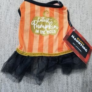PetAPPAREL HAPPY HAUNTING Halloween Cutest Pumpkin In The Patch Dog/cat Dress XS
